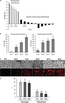 Efficient One-Step Knockout by Electroporation of Ribonucleoproteins Into Zona-Intact Bovine Embryos